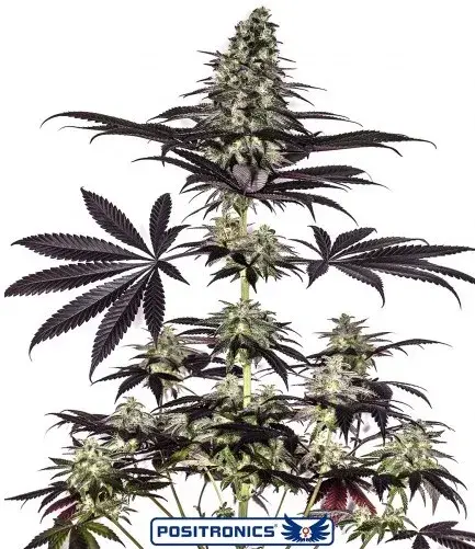 CBD + Caramelice Express Auto Feminised Cannabis Seeds | Positronics