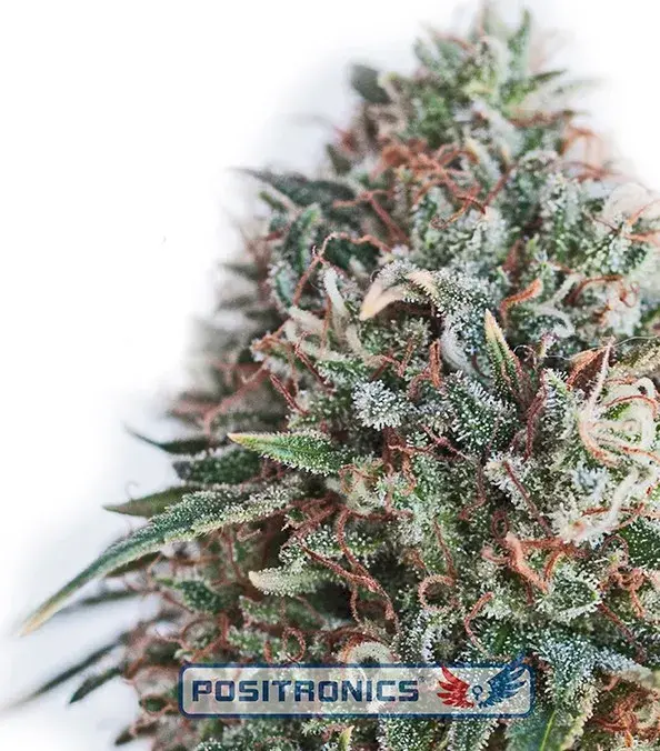 CBD Critical 47 Feminised Cannabis Seeds | Positronics