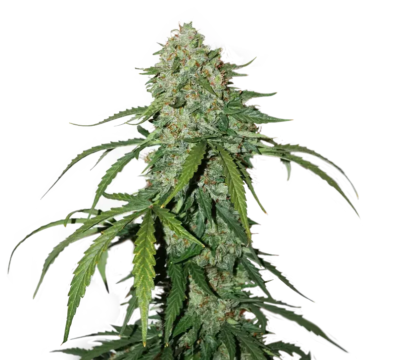 CBD 1:1 Silver Lime Haze Auto Feminised Cannabis Seeds | Seed Stockers