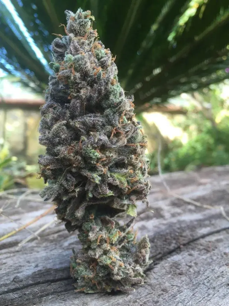 CBD Amnesia Feminised Cannabis Seeds | CBD Seeds