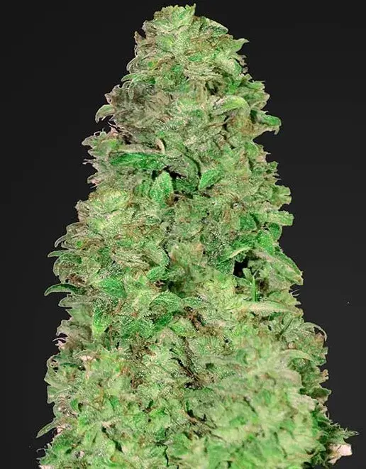CBD Auto 20:1 Feminised Cannabis Seeds | Fast Buds