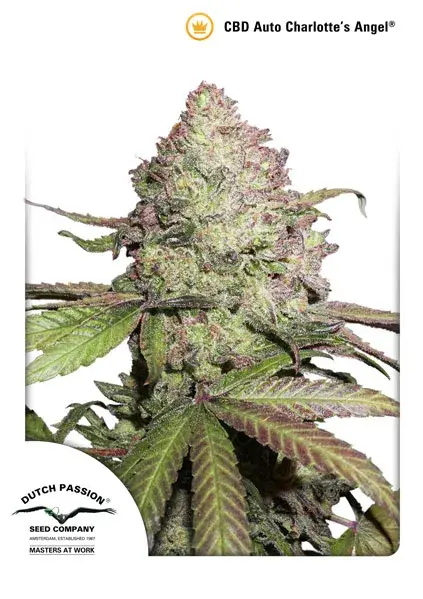 CBD Auto Charlotte's Angel Feminised Cannabis Seeds | Dutch Passion 