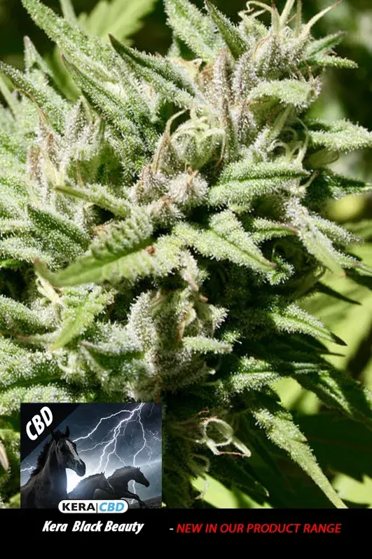 CBD Black Beauty Feminised Cannabis Seeds | Kera Seeds