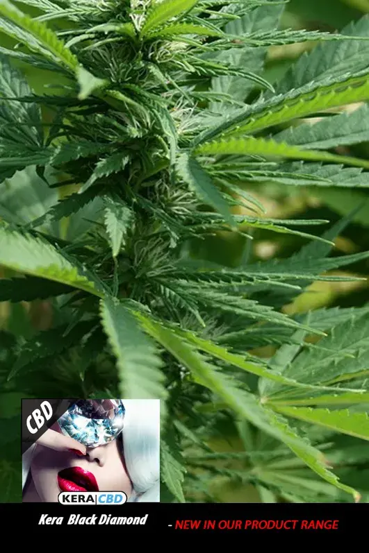 CBD Black Diamond Feminised Cannabis Seeds | Kera Seeds