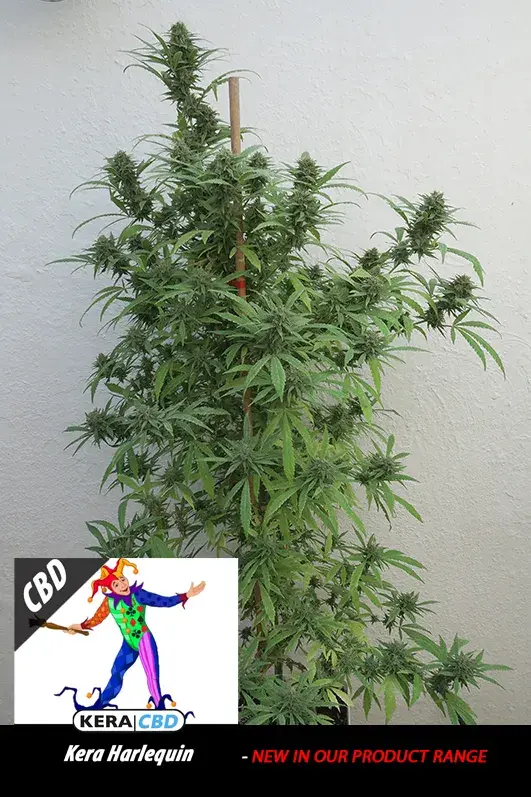 CBD Harlequin Feminsed Cannabis Seeds | Kera Seeds 