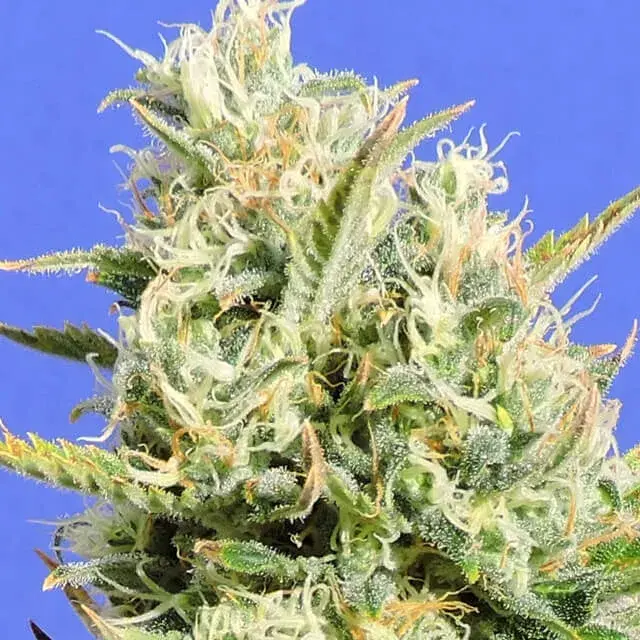 CBD Lemon AID Feminised Cannabis Seeds | Original Sensible Seeds