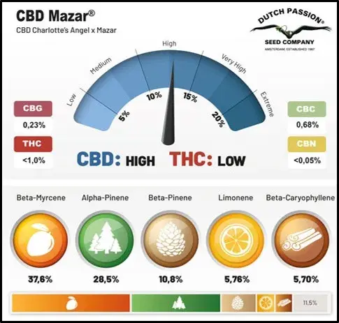 CBD Mazar Feminised Cannabis Seeds | Dutch Passion 