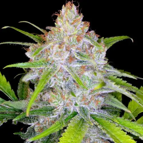 CBD Medi Kush Feminised Cannabis Seeds | Spliff Seeds 
