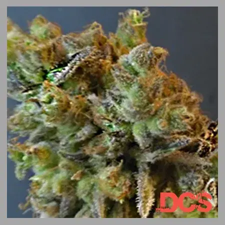 CBD Python Feminised Cannabis Seeds | Feminized Seeds