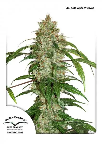CBD Auto White Widow Feminised Cannabis Seeds | Dutch Passion