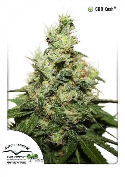 Dutch Passion CBD Kush Cannabis Seeds