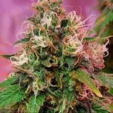 OG Kush Feminised Cannabis Seeds