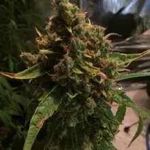 PH Regular Cannabis Seeds