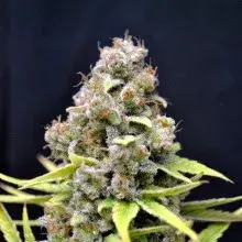 Shark Shock Feminised Cannabis Seeds