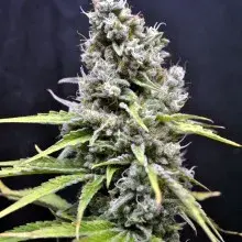  Skunk Haze Feminised Cannabis Seeds