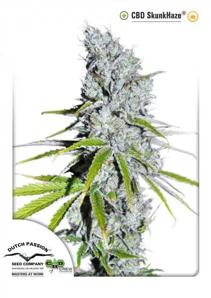 CBD Skunk Haze Feminised Cannabis Seeds | Dutch Passion 