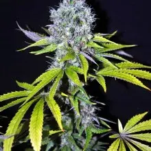  Yummy Feminised Cannabis Seeds