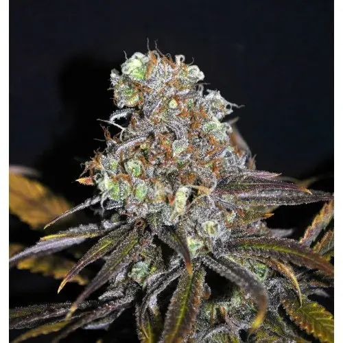 Critical Mass Feminised Cannabis Seeds