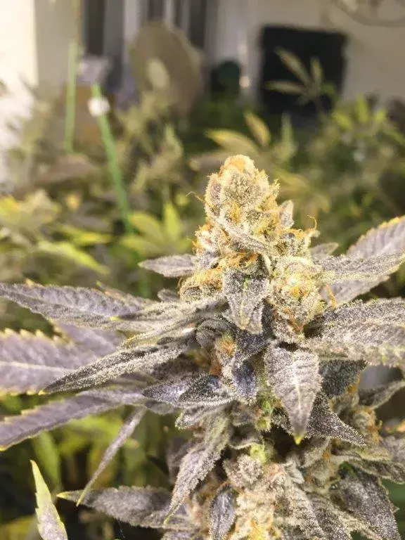 Orange Big Bud Feminised Cannabis Seeds | C.B.D. Seeds