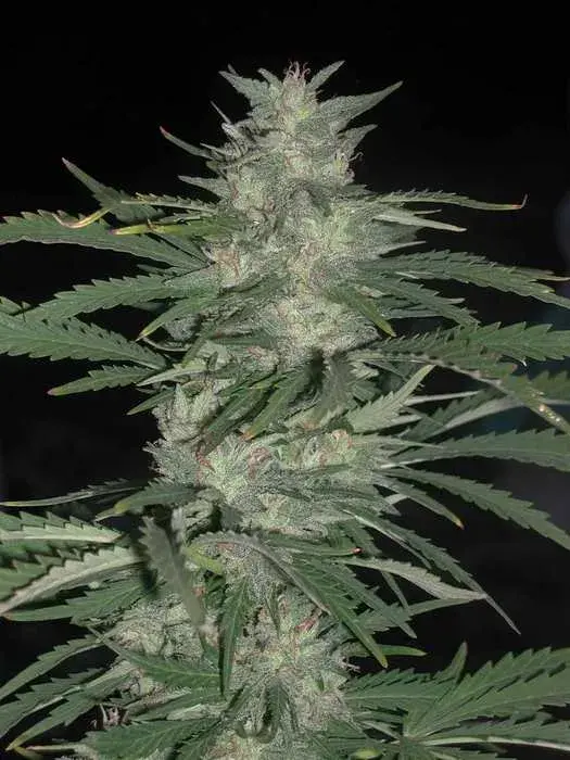 Nepal Jam Regular Cannabis Seeds | Cannabiogen Seeds