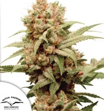CBG Force Feminised Cannabis Seeds | Dutch Passion 