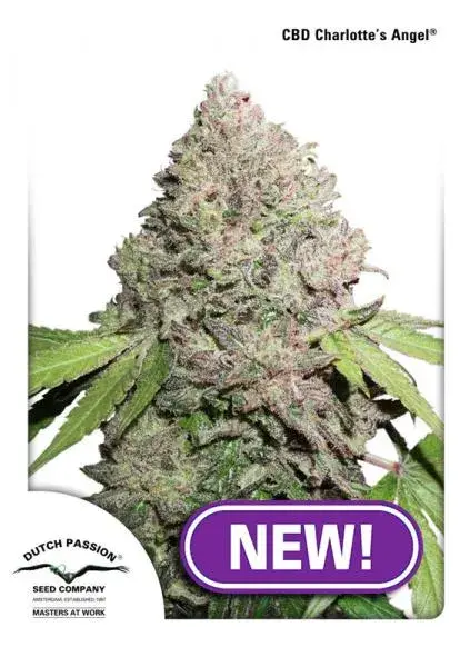 CBD Charlotte's Angel Feminised Cannabis Seeds | Dutch Passion 