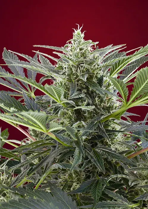 Cream 47 Feminised Cannabis Seeds | Sweet Seeds