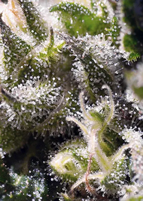 Cream Caramel Auto Feminised Cannabis Seeds | Sweet Seeds