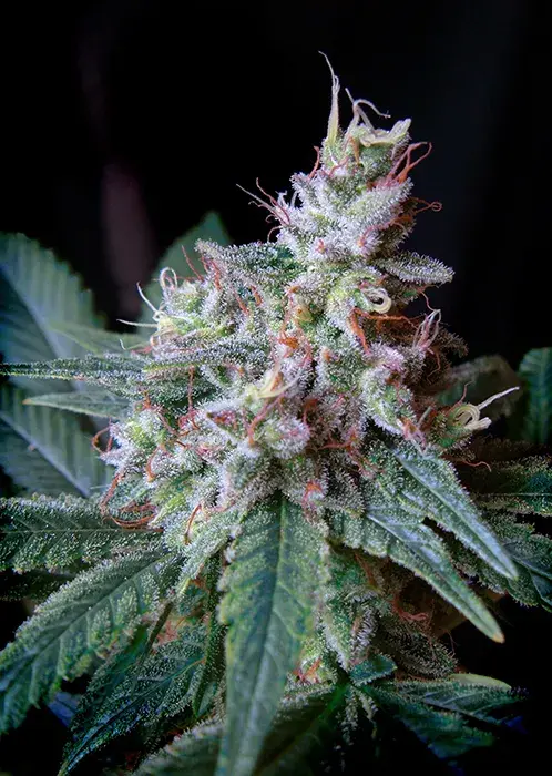 Cream Caramel Fast V Feminised Cannabis Seeds | Sweet Seeds