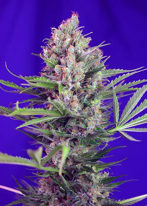 Cream Mandarine Fast V Feminised Cannabis Seeds | Sweet Seeds
