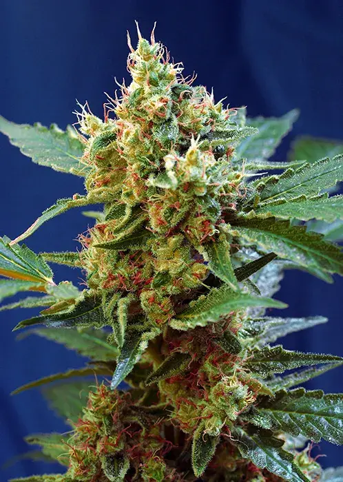 Cream Mandarine XL Auto Feminised Cannabis Seeds | Sweet Seeds