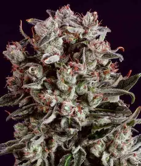 WHITE WIDOW x SCBDX Feminised Cannnabis Seeds