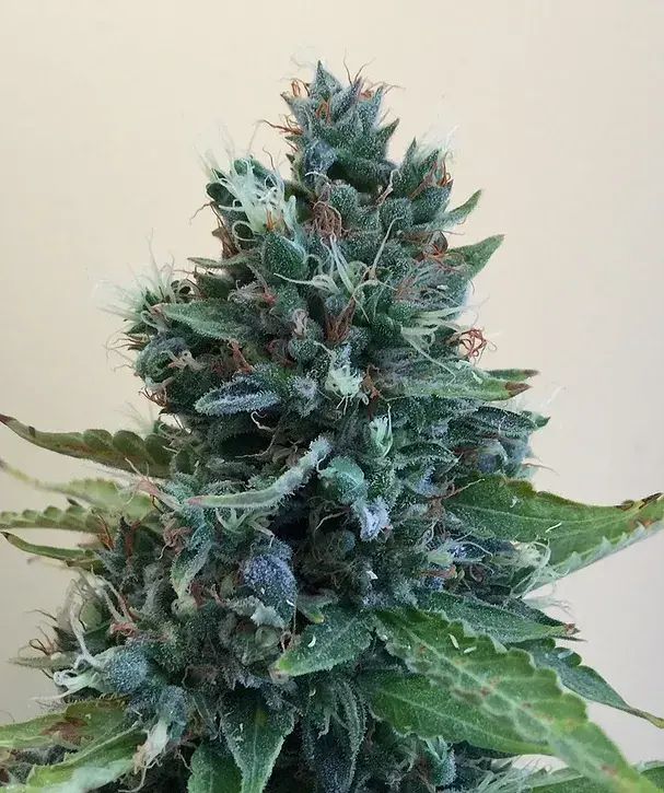 Cropolope Feminised Cannabis Seeds | Cream Of The Crop 