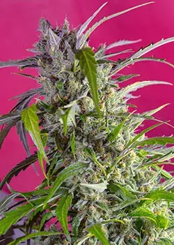 Crystal Candy Auto Feminised Cannabis Seeds | Sweet Seeds