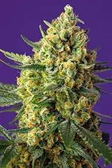 Crystal Candy XL Auto Feminised Cannabis Seeds | Sweet Seeds