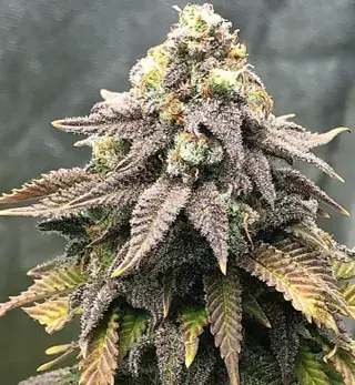 Cali Mango Mass Feminised Cannabis Seeds | Critical Mass Collective Seeds
