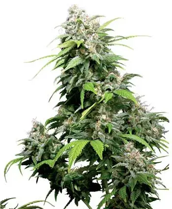 California Indica Regular Cannabis Seeds | Sensi Seeds 