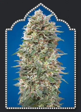 California Kush Feminised Cannabis Seeds | OO Seeds  