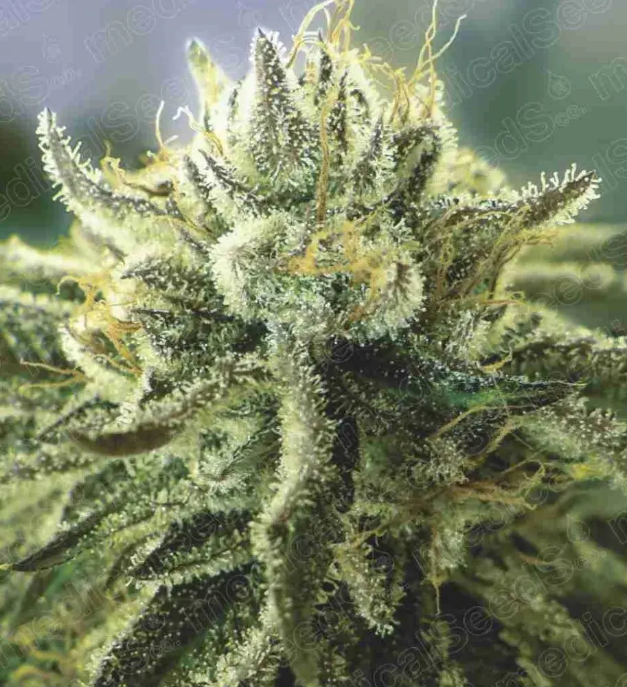 Canadian Kush 2.0 Feminised Cannabis Seeds | Medical Seeds