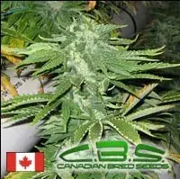 Bunker Bud Regular Cannabis Seeds | Canadian Bred Seeds