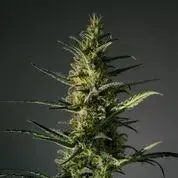 Candida Feminised Cannabis Seeds | MM Genetics