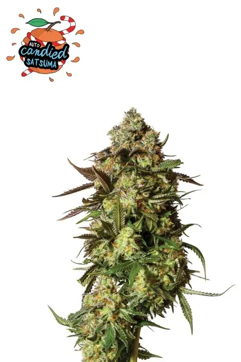 Candied Satsuma Auto Feminised Cannabis Seeds - Yieldmonger