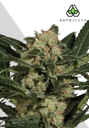 Candy Kush Autoflowering Feminised Cannabis Seeds | Auto Seeds