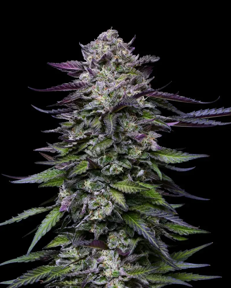 Candy Hustle Feminised Cannabis Seeds - Humboldt Seed Company