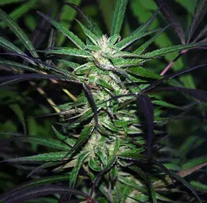 Mangobiche x Peyote Purple Feminised Cannabis Seeds | Cannabiogen Seeds
