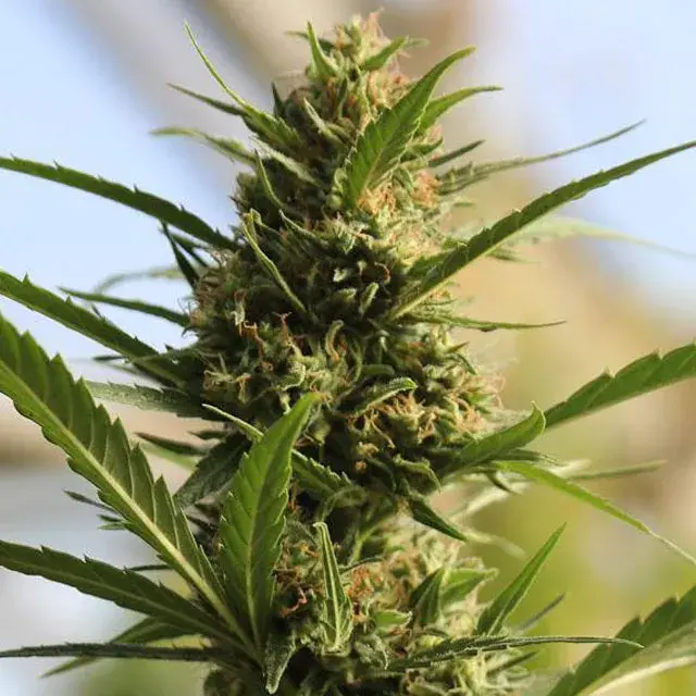 CannaBoom CBD+ Feminised Cannabis Seeds | Original Sensible Seeds
