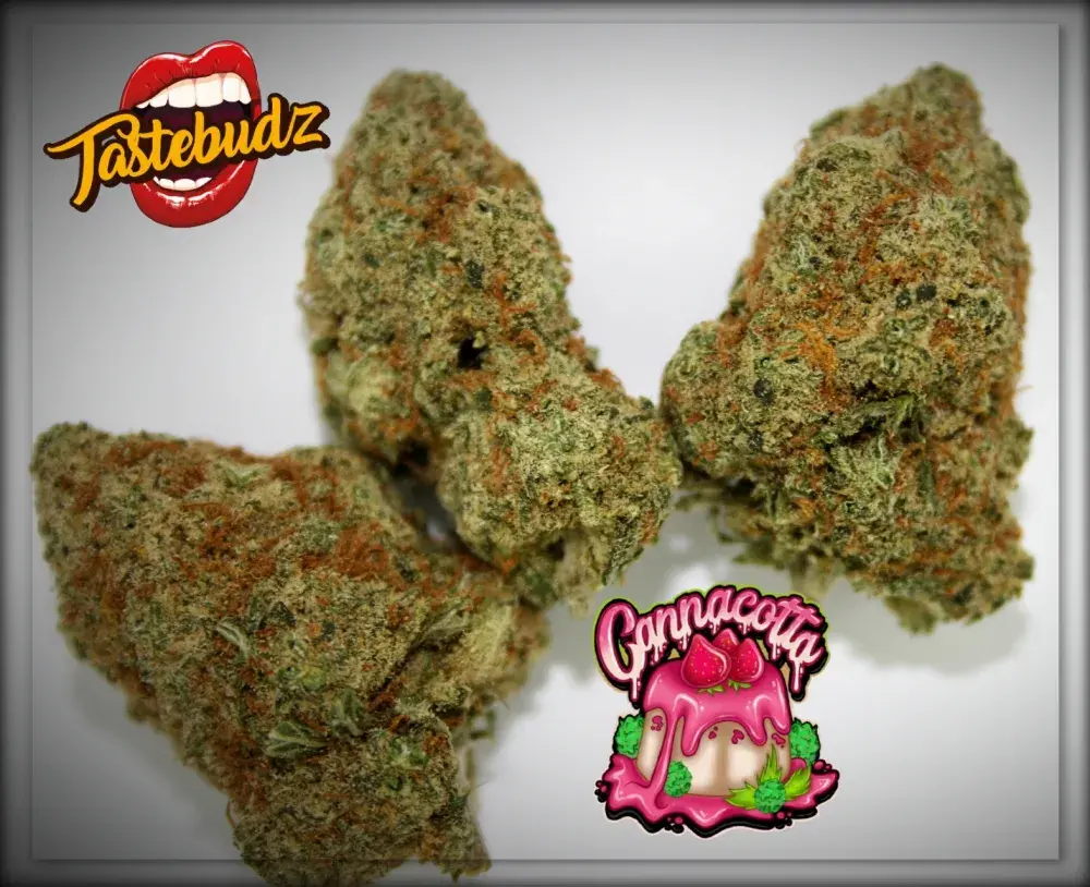 Cannacotta Feminised Cannabis Seeds - Tastebudz.