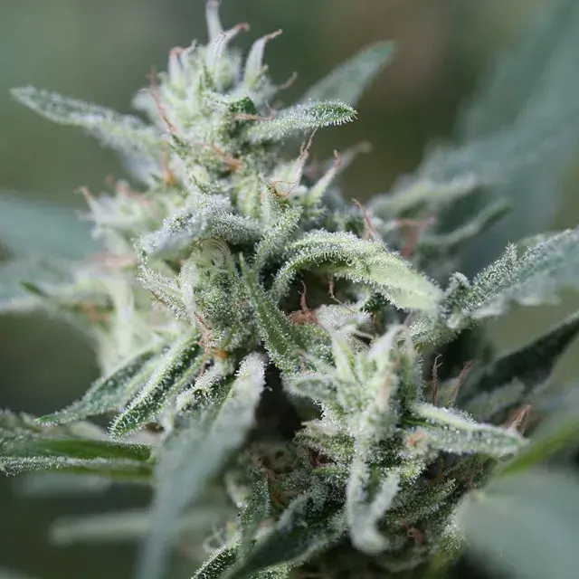 CannaFuel CBD+ Feminised Cannabis Seeds | Original Sensible Seeds