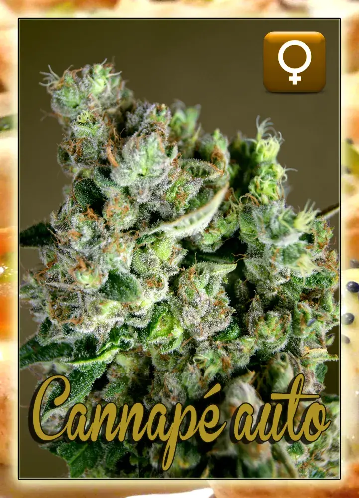 Cannape Auto Feminised Cannabis Seeds | Rockwell Seeds