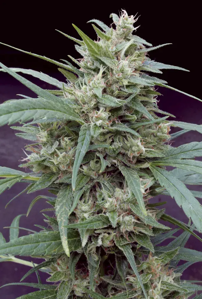 Cannape Feminised Cannabis Seeds | Big Monster Seeds